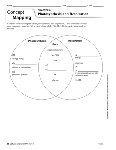 Photosynthesis vs. Respiration: Venn Diagram Worksheet