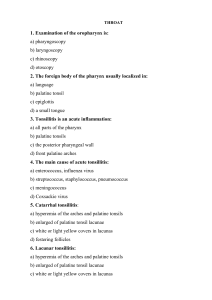 Throat Anatomy & Tonsillitis Exam Questions