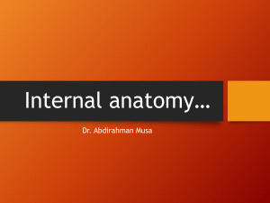 Tooth Internal Anatomy: Incisors & Canines
