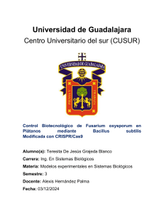 Control de Fusarium en Pl&aacute;tanos v&iacute;a Bacillus Modificado CRISPR