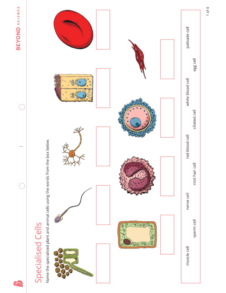 Specialized Cells Worksheet Biology for Middle School