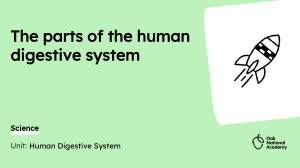 Human Digestive System: Organs, Adaptations, and Digestion