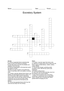Excretory System Worksheet: Crossword Puzzle