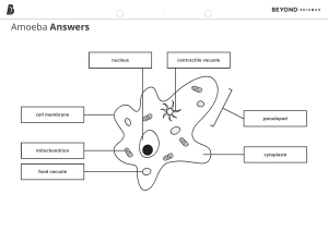 Amoeba Anatomy Worksheet: Identify Cell Parts