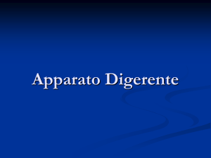 Apparato Digerente Umano: Anatomia, Funzione e Meccanismi