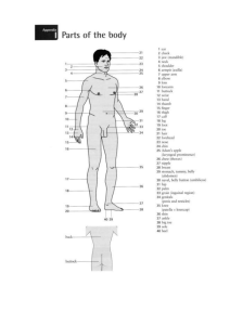 Human Body Parts Anatomy Diagram