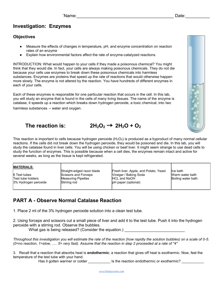 Enzyme Activity Lab: Catalase, Temperature & pH Effects