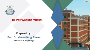Polysynaptic Reflexes: Physiology Presentation