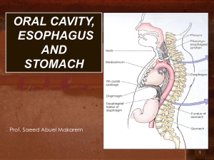 Oral Cavity, Esophagus & Stomach Anatomy Presentation