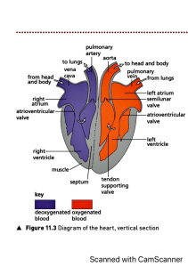 Heart Diagram: Vertical Section Anatomy