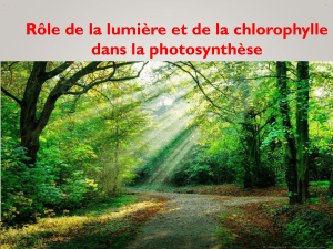 Photosynthèse: Rôle Lumière & Chlorophylle