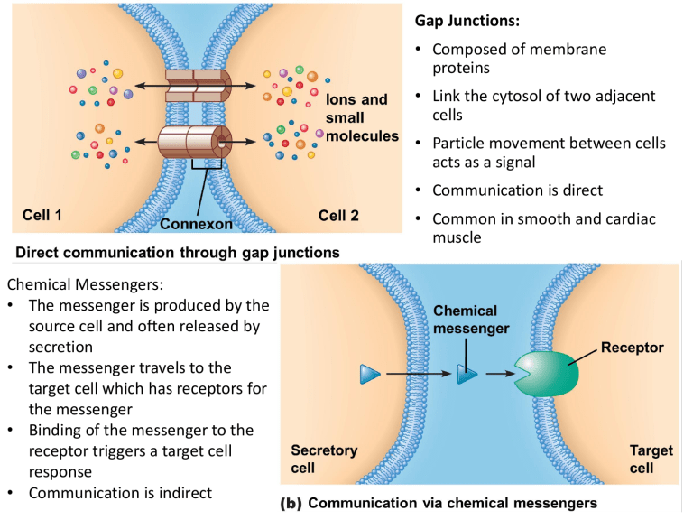Cell Communication: Gap Junctions, Hormones, and Signaling
