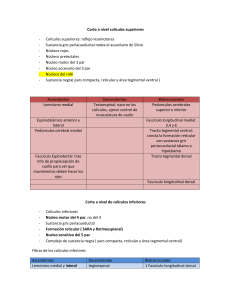 Neuroanatom&iacute;a: Apuntes de Secciones del Tronco Encef&aacute;lico