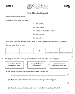 Grade 8 Biology: Plant Biology, Genetics, and More