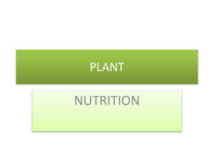 Plant & Human Nutrition: Diet Essentials