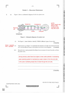 Plant Water Transport & Transpiration: Root Anatomy & Phloem Function