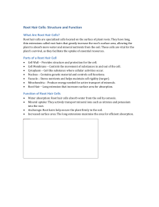 Root Hair Cells: Structure and Function Explained