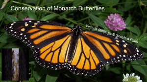 Monarch Butterfly Conservation: Deforestation & Climate Impacts