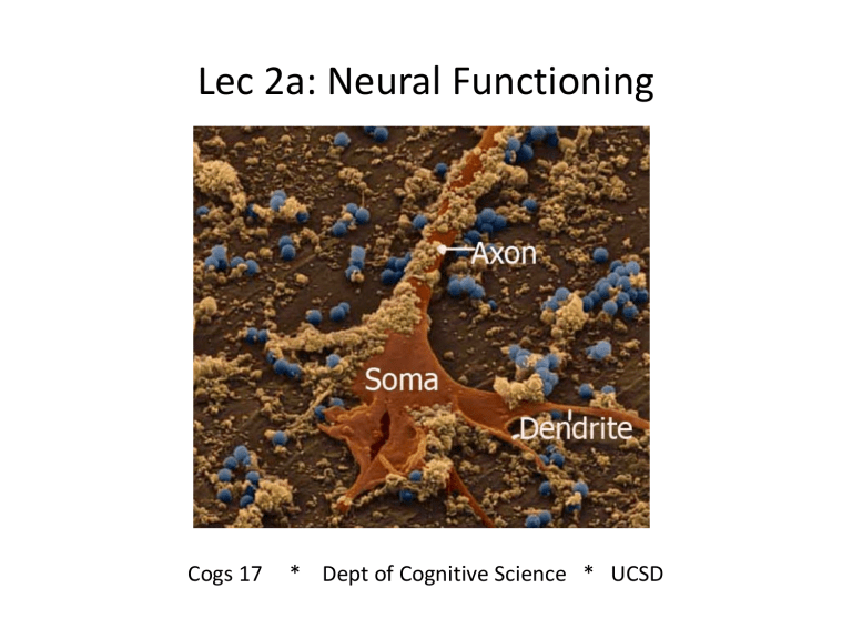 Neural Functioning: Neurons, Action Potentials, and Glia