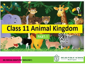 Animal Kingdom Classification: Porifera & Cnidaria