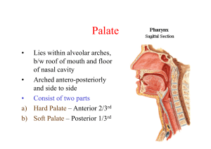 Palate & Tonsils Anatomy: Presentation