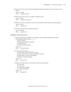 Urinary System Exam Questions: Anatomy & Physiology