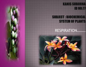 Plant Respiration: Glycolysis Lecture Notes