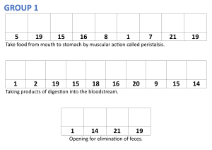 Digestive System Worksheet: Key Processes & Organs