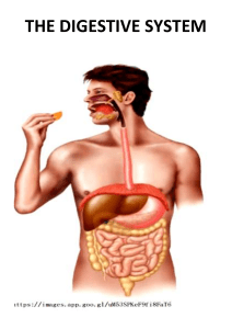 Human Digestive System Diagram