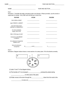 Xylem and Phloem Worksheet: Plant Transport Systems