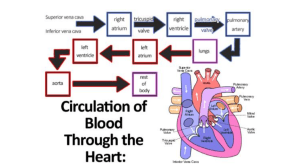 Blood Circulation Through the Heart Diagram