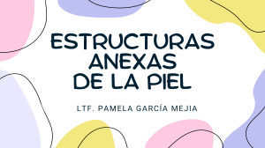 Estructuras Anexas de la Piel: Anatom&iacute;a del Pelo, Gl&aacute;ndulas, U&ntilde;as