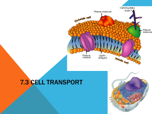 Cell Transport: Passive & Active - High School Biology