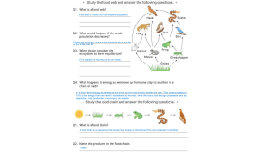 Food Webs & Chains Worksheet: Ecology for Middle School