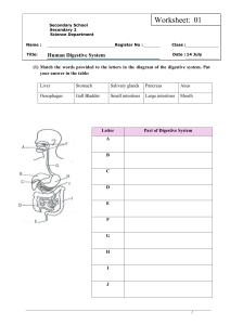 Human Digestive System Worksheet - Secondary 2 Science