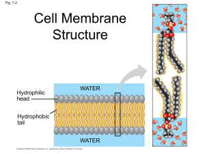 Cell Membrane Transport: Passive & Active Processes