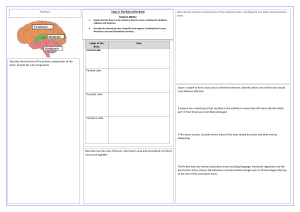 Brain Anatomy & Function Worksheet: Lobes & Regions
