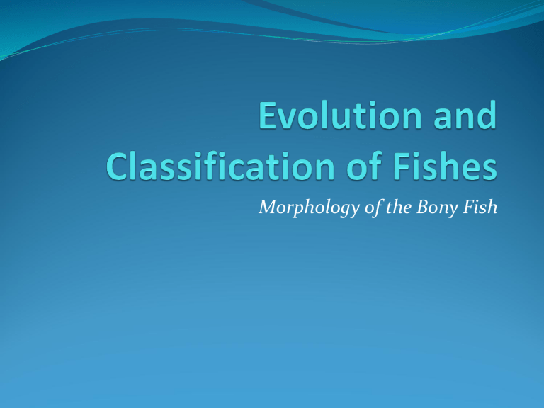 Bony Fish Morphology: Classification, Anatomy, Evolution