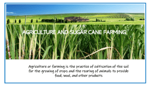 Agriculture & Sugar Cane Farming: Contributions, Production & Uses