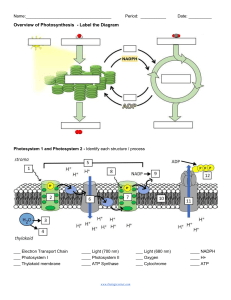 Photosynthesis Worksheet: Diagram Labeling & Photosystems