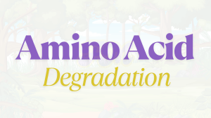 Amino Acid Degradation: Transamination & Nitrogen Removal