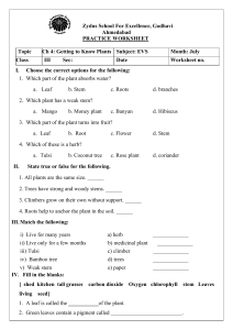 Plants Practice Worksheet for Class 3 EVS - Zydus School
