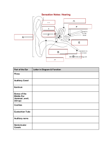 Hearing Anatomy & Physiology Worksheet