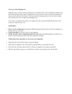 Cell Division & Wound Healing: A Skin Cell's Journey