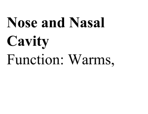 Human Respiratory System: Organs & Functions Study Guide