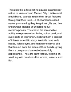 Axolotl: Aquatic Salamander with Unique Regeneration & Neoteny