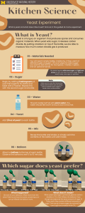 Yeast Experiment: Kitchen Science Guide for Kids