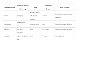 Arthropod Classification: Legs, Wings, Respiration, Body Structure