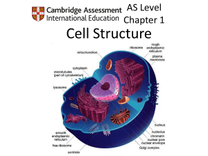 AS Level Biology: Cell Structure, Microscopy & Micrometry Guide