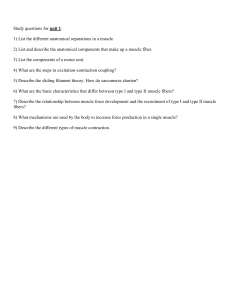 Muscle Anatomy & Physiology: Unit 1 Study Questions